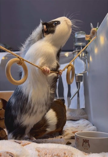 Guinea Pigs React to the Refrigerator Opening