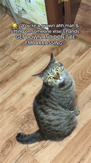 She looks at him with great surprise #catsfyp #kittenmoment #catlover #kittytok #ilovecats