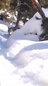 779K views · 17K reactions | The oldest wolf in Yellowstone National Park has given birth to another litter of pups! “Wolf 907F” is 11 years old, more than twice the life expectancy of a wolf in the wild. The three pups are about a month old. This is Wolf 907F’s 10th litter. Thanks to videographer ❤️ #wolf #wolves #oldwolf #doglover #wildlife #wildanimal #dogoftheday #dogofinstagram | Wolf lovers world | Facebook