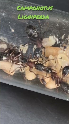 camponotus Ligniperda #fourmis #ants #hormigas #antkeeper #camponotus #ligniperda