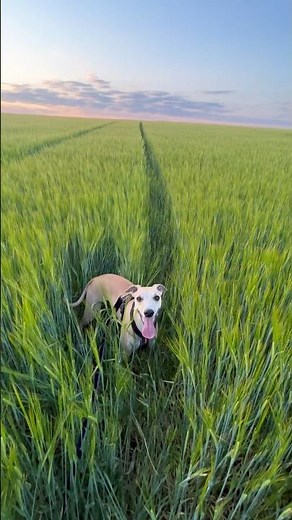 Whippet speed runs in a green field #whippet #cute #dog