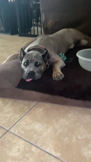 Muscular Grey Dog Resting on a Cozy Dog Bed