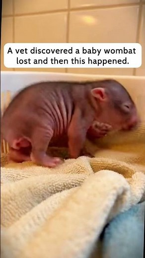 Baby wombat Saved From Lost — Full Recovery