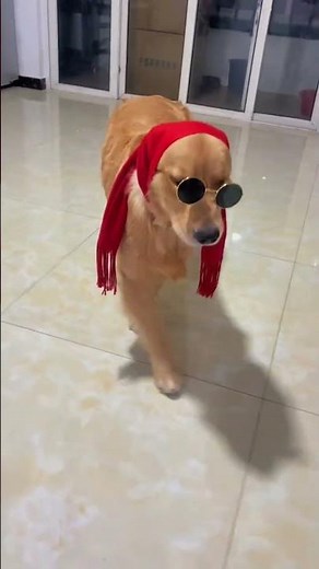 Cool Golden Retriever in Sunglasses 😎🔥 | Stylish Dog Vibes #Shorts