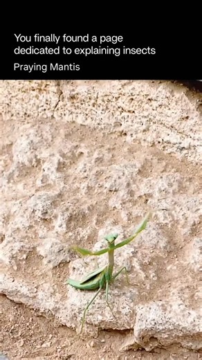 Explaining Insects 🦋 on Instagram: "A praying mantis is a carnivorous predatory insect known for its upright posture and folded front legs that look like it’s praying. It is an ambush hunter: it stays perfectly still, blends into plants, and strikes with lightning speed using its powerful, spiked forelegs. Mantises feed on flies, moths, crickets, butterflies, and sometimes even small birds or reptiles. Key traits: • Excellent camouflage • Extremely fast reflexes • Strong gripping forelegs • 360