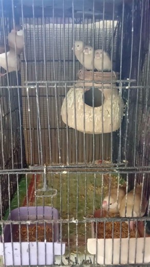 Fawn Java pair with chicks