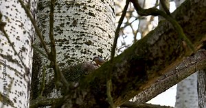 Eurasian nuthatch feeding its chicks in a nest