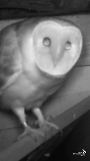 A wild Barn Owl!