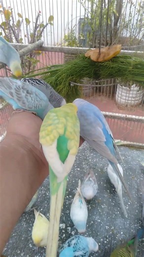 Noch eine Mini Idee, die Wellis lieben 🥰