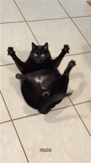Some Cats Are Just Too Clumsy 🐈