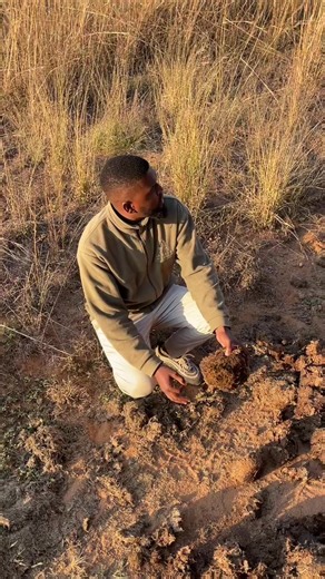 White rhino dung taste: male vs female differences explained