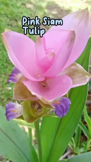 "Pink Siam Tulip" (Curcuma alismatifolia) is an exotic perennial that produces tropical-looking pink blossoms from late spring to early fall.. #plantmom #gardening #iloveplants #plantmedicine #stressrelief #reelsvideo Mamalyn's Garden | Mamalyn's Garden