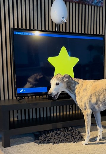 Go Dogo Level 6: Louis's Sit Before Stand Challenge