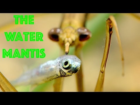 A Bug Hunting Fish. Meet the Water Mantis!
