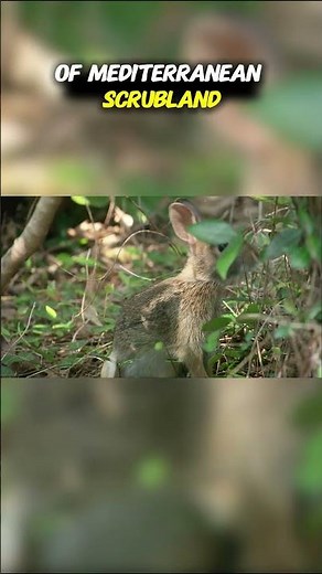 Top Ten Animals Endangered by Habitat Fragmentation: Squeezed by Plantations