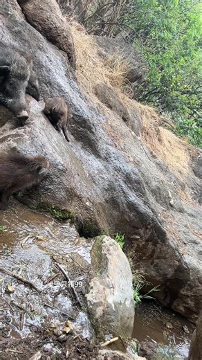 Wildboar Climbing: Incredible Wildlife Moment in Nature