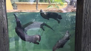 It’s a beautiful day to visit the otters at Flamingo Gardens- and it’s just $7 admission Saturdays and Sundays in September for all ages 3 and up! | Flamingo Gardens