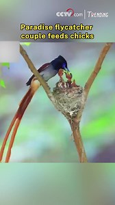 Nature's love in action! Photographers in Ningshan County, Shaanxi Province captured heartwarming scenes of paradise flycatcher parents tenderly feeding their chicks. Watch as these elegant birds, with their ribbon-like tails, turn parenting into pure poetry. #ChinainSeconds #ChorusofLife | CCTV