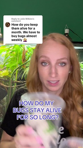 Replying to @Julie Wilkins How do I keep my feeder bugs alive for so long? #dubiaroaches #veiledchameleon #reptilekeeper #chameleoncare #reptilesoftiktok #chameleons #reptiles #reptilefood #bugsoftiktok