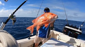 Central Queensland, the ultimate fishing paradise! Check out our first run in our new reef weapon. We had amazing company, good weather, epic food and the fishing itself was just a bonus. This GW258 is the ultimate reef boat and we are super excited for all the cool things we have planned for this year. Stay tuned for a full walkthrough of our 2 GW's coming soon. Shimano AustraIia Fishing Garmin Marine ELKAT Fishing Australia | Bats Fishing