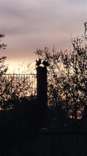 OWLS!! WHAT A MORNING This morning was absolutely surreal! We could hear them but when Neil stepped outside he immediately saw them! How amazing is this? How lucky are we? You can hear my favorite bird. The curved beak thrasher being noisy but we could also hear the owls hooting! You can see them each lean forward as they were responding to one another! 💫🦉🦉 | Tanya Hagre