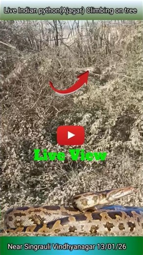 Ajagar(Indian python)out #public #india #python #snake #shorts #trending #viral #viralvideo