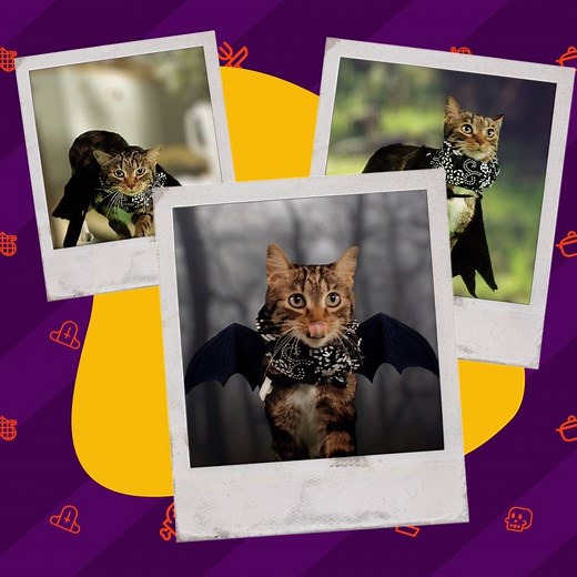 Is your feline feeling festive this Halloween? Get some DIY tips on building cat-friendly outfits, then enter a photo of your cat in his new costume at www.AHCatPhotoContest.com. You could win prizes from ARM & HAMMER™ Cat Litter, JCPenney Portraits and Petmate®! No purchase necessary, contest ends 1/15/18. For entry and rules, visit www.AHCatPhotoContest.com. Participants must be a legal resident of the United States. Void where prohibited by law or regulation. | Animal Planet