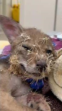 Coyote Pup has got a face full of cactus spines!