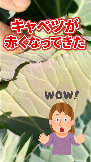 Is it a disease that causes cabbage leaves to turn red when grown in a home garden or on a farm? ...