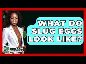 What Do Slug Eggs Look Like? - Biology For Everyone