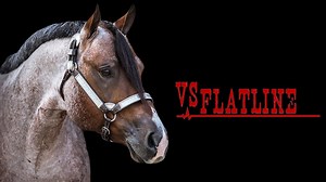 VS Flatline is a 5x Congress Champion and Multiple World Champion sired by Lazy Loper and out of the phenomenal mare, Vital Signs Are Good. If you haven't had a chance to watch his 2016 video, here it is! :D | Superlative Equine