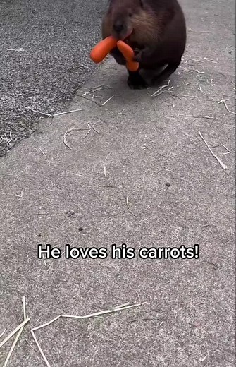 Cute Beavers Enjoying Carrots