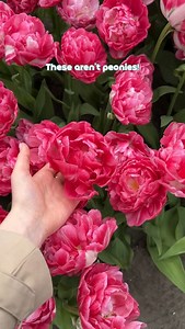 Majestic double tulips🌷 #tulip #tulips #tulipbulbs #tuliplover #tuliplove #tulipe #tulipes #tulipgarden #tulipbloom #tulipplant #tulipflower #tulipnature #tulipa #tulipaflower #tulipabulbs #tulipen #tulipan #tulipany | DUTCH-BULBS.COM