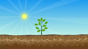 clip-1091312131-photosynthesis-process-animation-green-plant-shiny-sun