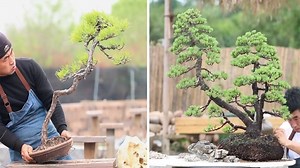 118K views · 2.9K reactions | How to prune your tree? Guide to create bonsai, bonsai hunters at a different level | Love Bonsai | Facebook