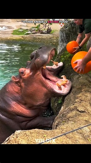 Other Animals Eating Food Vs Last One ☠️ #edit #india #skulledit #animals #trending