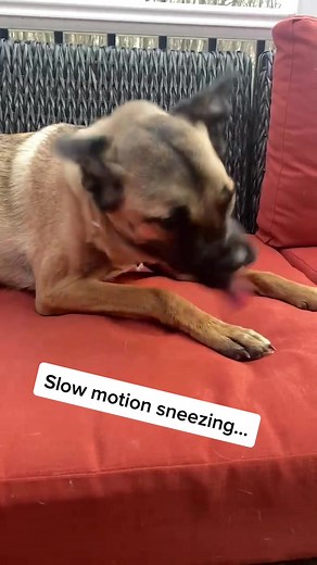Slow Motion Sneezing Fit Featuring Horace