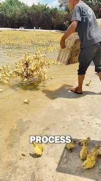 How ducklings are hatched on Chinese duck farms