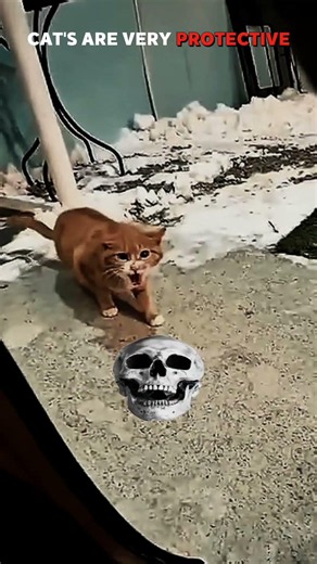 Proof that cats are way more protective than people think 🐾