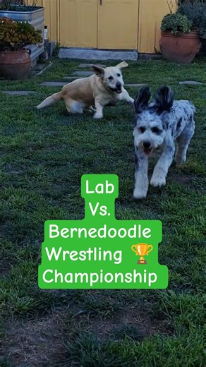 Dog Wrestling Match: Lab 🐕 vs.🐕 Bernedoodle #dog #dogshorts #doglife