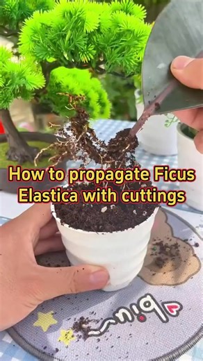 How to propagate ficus elastica with cuttings. #homeplants #indoorplants #houseplants #garden #plants #homegarden #gardentips #gardening101 #gardening #plant #planting #gardeninghacks #gardenproject #plantlover #plantcare #plantcaretips #plantingseason #gardeningtips #plantingseason #gardeningtips #plantsof #indoorgarden #ficuselastica #ficus #propagate #propagateplants | MicroForest