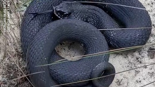Snake plays dead after very dramatic performance