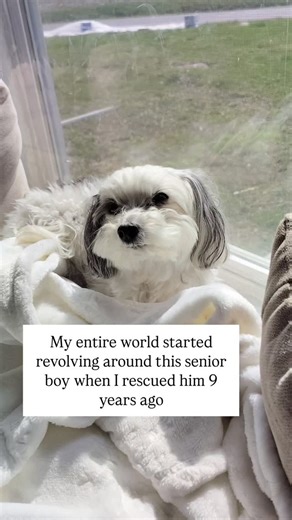 Theresa Daniels & Pistachio on Instagram: "❤️ Pistachio loves with all his heart! He has been through some awful things in his past but he still shows so much love! Thank you for loving him! I don't think you realize how much your love and support means to us! It fills my heart daily! Sorry for the text box over Pistachio's face, IG reels has been glitching for me. ❤️❤️❤️"