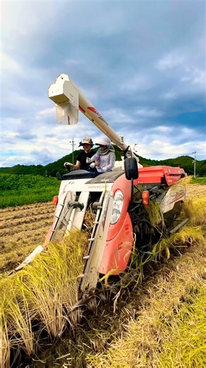 Kubota コンバインで刈り取り#kubota#harvester#harvestermachine #harvesters #コンバイン #combine #農業 #農家 #農業女子