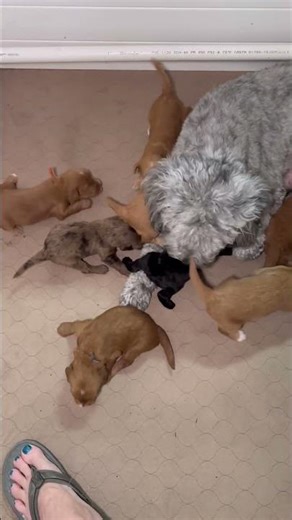 Mini Goldendoodle puppies, two weeks old
