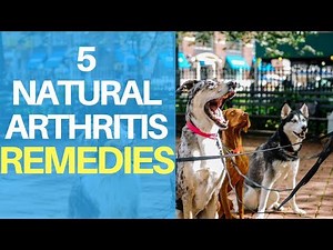 Natural Remedies For Dog Arthritis Pain: Top 5 Quick Treatments