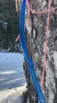 Tapping the sugar maple tree
