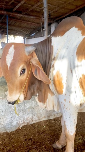 Amazing Cow 🐄🌿 2026 #cowvideos #shorts