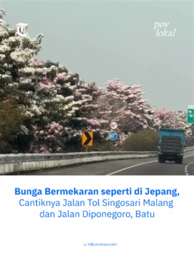 Cantiknya bikin serasa di Jepang! Bunga-bunga bermekaran menghiasi Tol Singosari, Malang, dan Jalan Diponegoro, Batu. Pemandangannya estetik banget, Tribunners! Siapa yang pengin jalan-jalan sambil menikmati keindahan bunga di sini? 😍 #Tribunnews #Tribunxpovlokal #Malang #KotaBatu #WisataJawaTimur