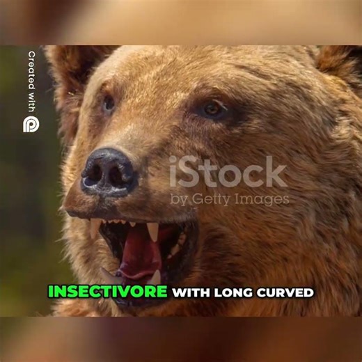 Sloth Bear of India | Shaggy Insectivore with Unique Adaptations | Wildlife Documentary #animals